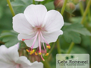 Geranium cant. 'Biokovo'