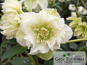 Helleborus or. 'Double Ellen White'