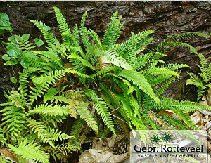 Blechnum spicant