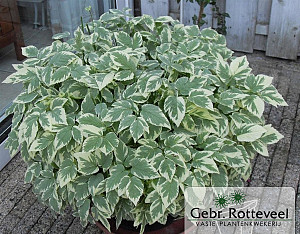 Aegopodium podagraria 'Variegatum'