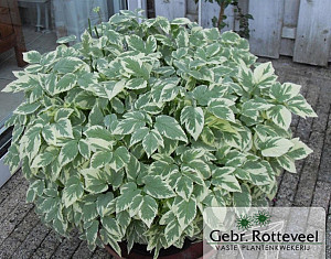Aegopodium podagraria 'Variegatum'