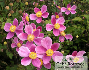 Anemone hyb. 'Bowles Pink'