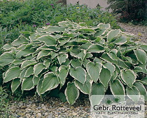 Hosta 'Undulata Albomarginata'