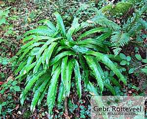 Asplenium scolopendrium