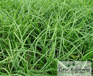 Carex morrowii