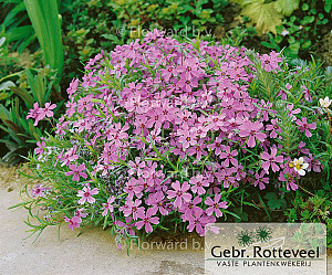 Phlox (S) 'Moerheimii'