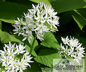 Allium ursinum