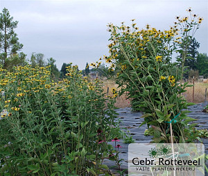 Rudbeckia subt. 'Little Henry'