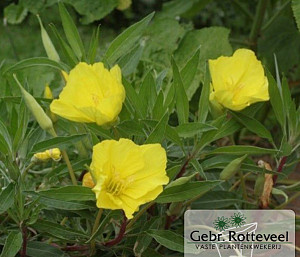 Oenothera macrocarpa