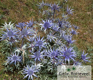 Eryngium bourgatii