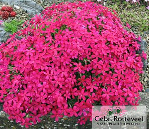 Phlox (D) 'Red Admiral'