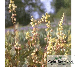 Tellima grandiflora 'Rubra'