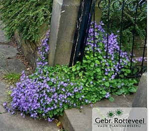 Campanula poscharskyana
