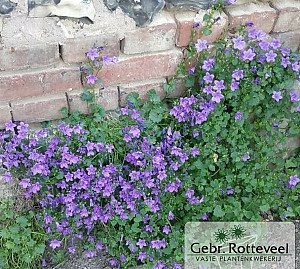 Campanula portenschlagiana
