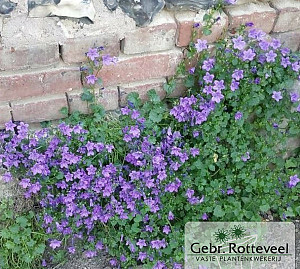 Campanula portenschlagiana