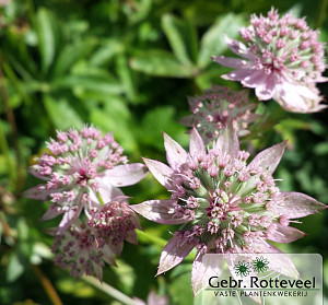 Astrantia maj. 'Florence'