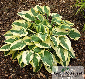 Hosta 'Wide Brim'