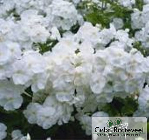Phlox (P) 'White Admiral'