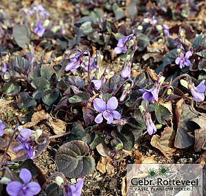 Viola labradorica