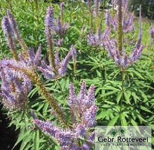 Veronicastrum virg. 'Amethyst'