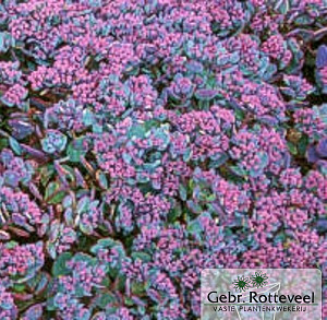 Sedum cauticola 'Lidakense'