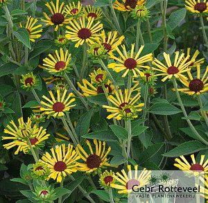 Rudbeckia subt. 'Little Henry'