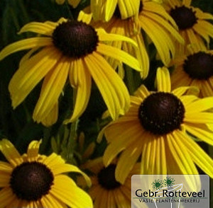 Rudbeckia fulgida deamii