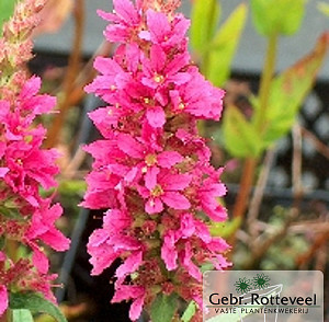 Lythrum sal. 'Robert'
