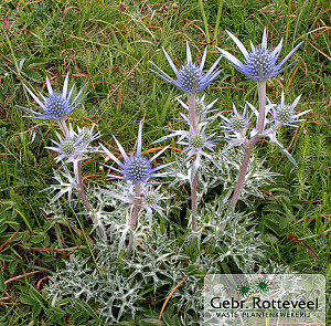 Eryngium bourgatii