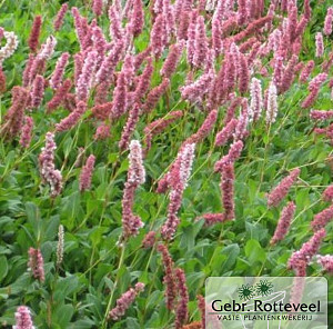 Persicaria aff. 'Superba'