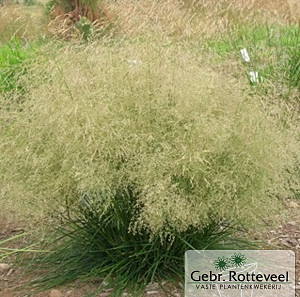 Deschampsia cesp. 'Goldtau'