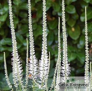 Veronicastrum virg. 'Album'