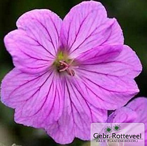 Geranium 'Blushing Turtle'
