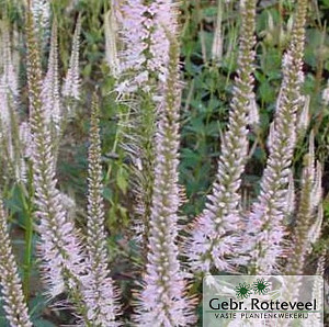 Veronicastrum virg. 'Pink Glow'