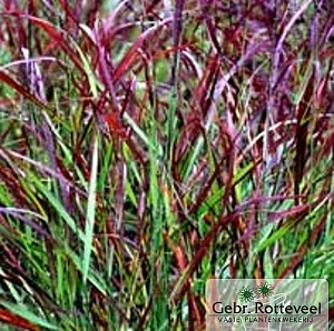 Panicum virgatum 'Rotstrahlbusch'