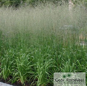 Molinia arund. 'Transparent'