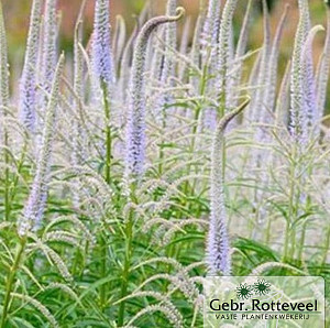 Veronicastrum virg. 'Lavendelturm'