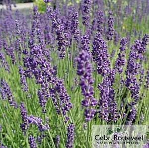 Lavandula ang. 'Dwarf Blue' 