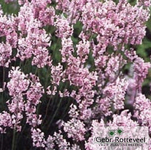 Lavandula ang. 'Rosea'