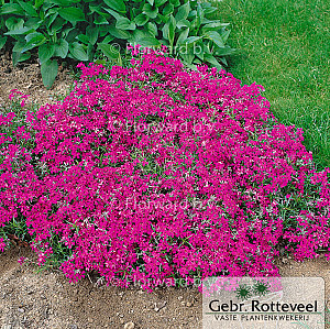 Phlox (S) 'Temiskaming'