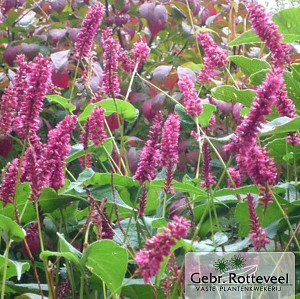 Persicaria amplex. 'Inverleith'