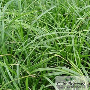 Carex oshim. 'J. S. Greenwell'