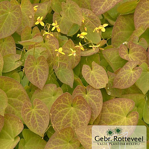 Epimedium pinnatum colchicum
