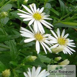 Aster ageratoides 'Ashvi'