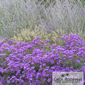 Aster n.-a. 'Purple Dome'