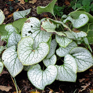 Brunnera macr. 'Silver Heart'