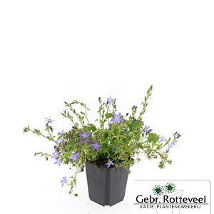 Campanula posch. 'Stella'