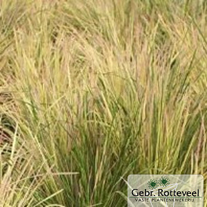Deschampsia cesp. 'Goldtau'