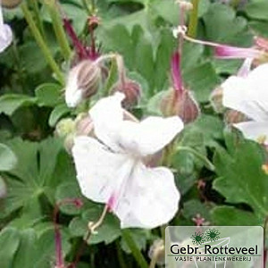 Geranium cant. 'St Ola'