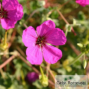 Geranium cin. 'Giuseppii'